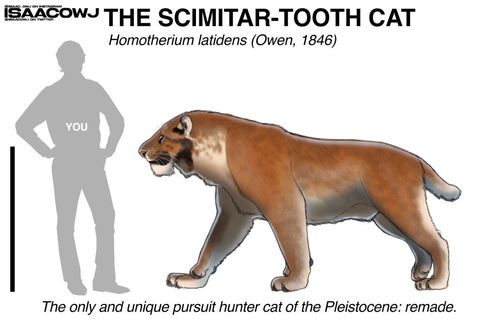 Yesterday i was caught by surprise by a study that showcased to the world the first glance of a Saber Cat with flesh and blood. Homotherium latidens is once again described on the Late Pleistocene, in the form of a cub. This reconstruction takes into consideration the pigmentation loss and eventual differences on adult and younger individuals, applying a lighter pelt than the one described by the study.

This was made by comparing cubs and adult individuals from modern cats, then stabilizing which features are more common and those who are not. Afterwards, i used my color palette and color identifications to measure the differences in tones by %.

Eventually, i had to deal with the permafrost mummified state which certainly degrades the original colors. So, from the cave lion cubs previously described, i tried a way to restore.

And finally, i used the "restored" calculated colors to produce adult colors following the patterns and measures in the first step.

I'm still speechless, i can't believe i had the chance to see a Saber-tooth, an animal long gone, now feeling so alive and near: despite still being extinct.

I wish that i can atleast see one walk and grow one day.