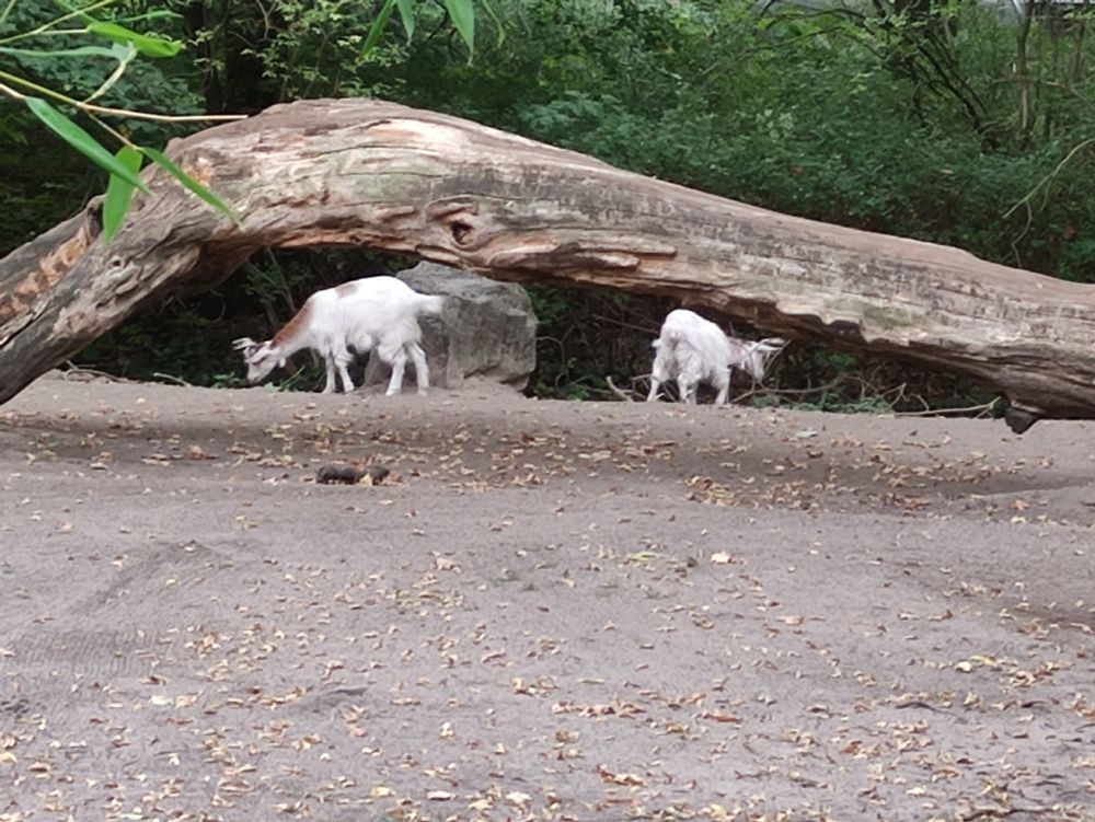 Girgentana-Ziegen im Tierpark Berlin
