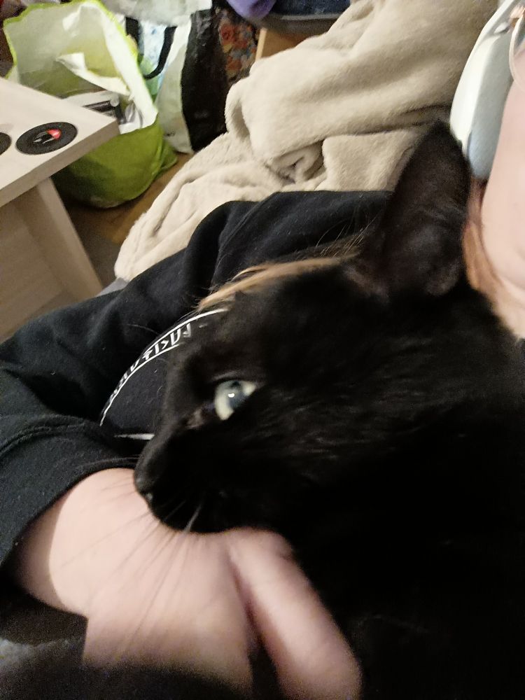 Mon sublimissime et merveilleux chat noir en train de me mordre la main avec un regard de tueur tandis qu'on aperçoit dans le fond quelques sacs cabas en vrac (je suis en plein déménagement on fait ce qu'on peut)