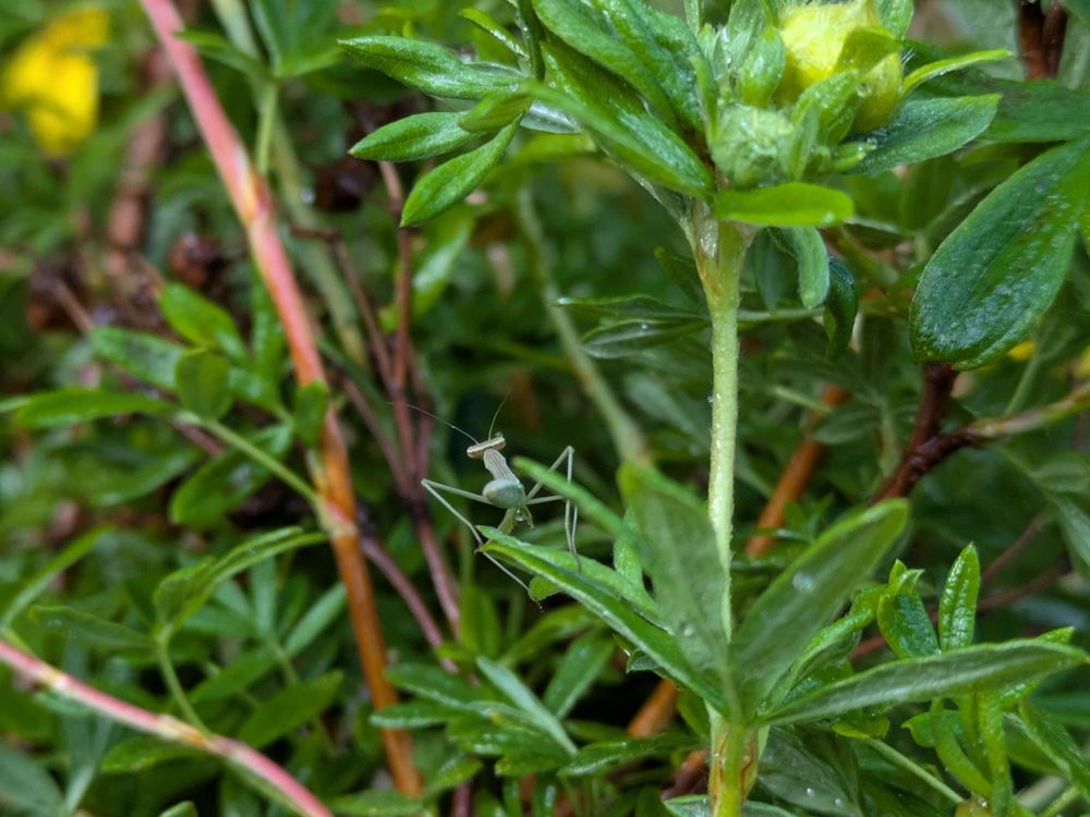 baby praying mantis in a bush
