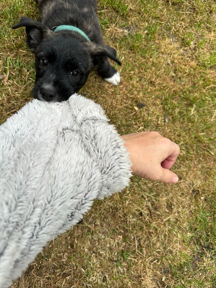 A black and white puppy is pulling at the sleeve of a dressing gown with his teeth