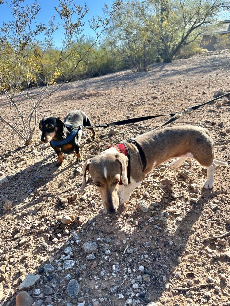 dachshunds in the shiggy