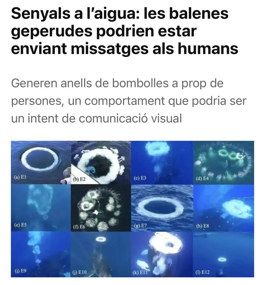 Notícia: Senyals a l’aigua: les balenes geperudes podrien estar enviant missatges als humans
Generen anells de bombolles a prop de persones, un comportament que podria ser un intent de comunicació visual

Fotos de cercles a l’aigua