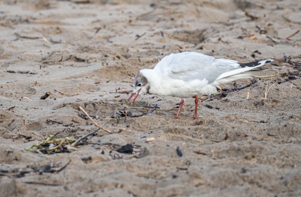 Lachmöwe am Elbstrand pickt im Sand nach Essen 