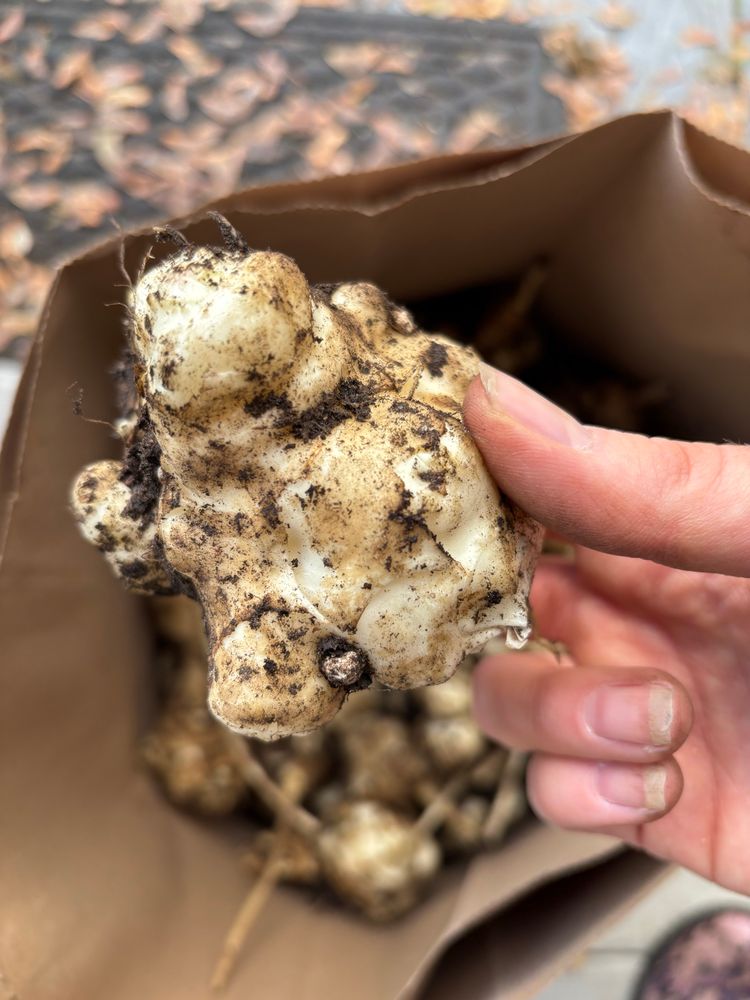 A hand holds a dirt covered sunchoke.