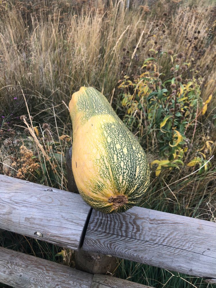 A zucchini squash sits abandoned on a fence post.