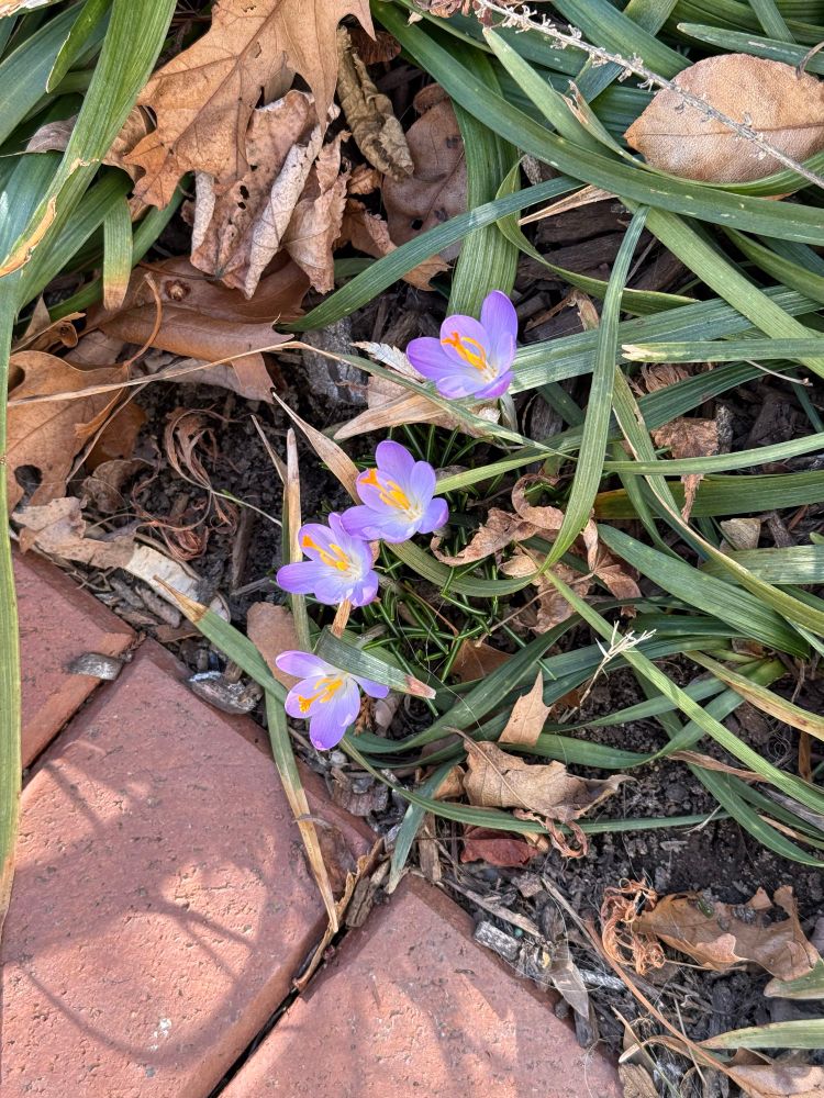 Purple croci blooming