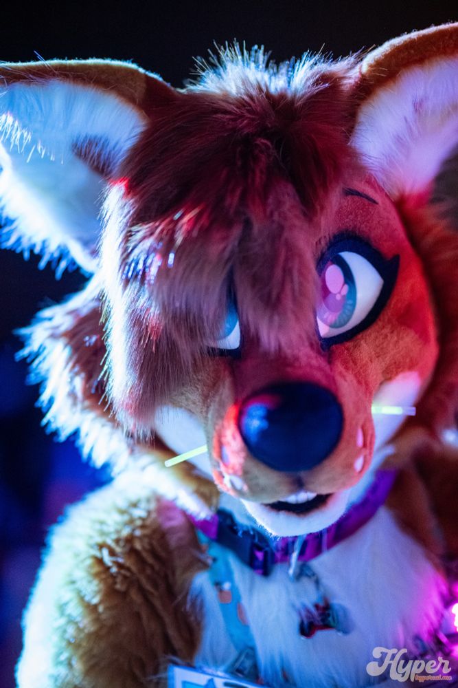 Aerie the fox lit up from the side by lights, looking at the camera with a glowstick in her mouth
