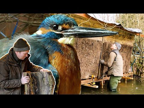 Building Nest Boxes for Owls, Kestrels & Kingfishers | My Wildlife Conservation | Robert E Fuller