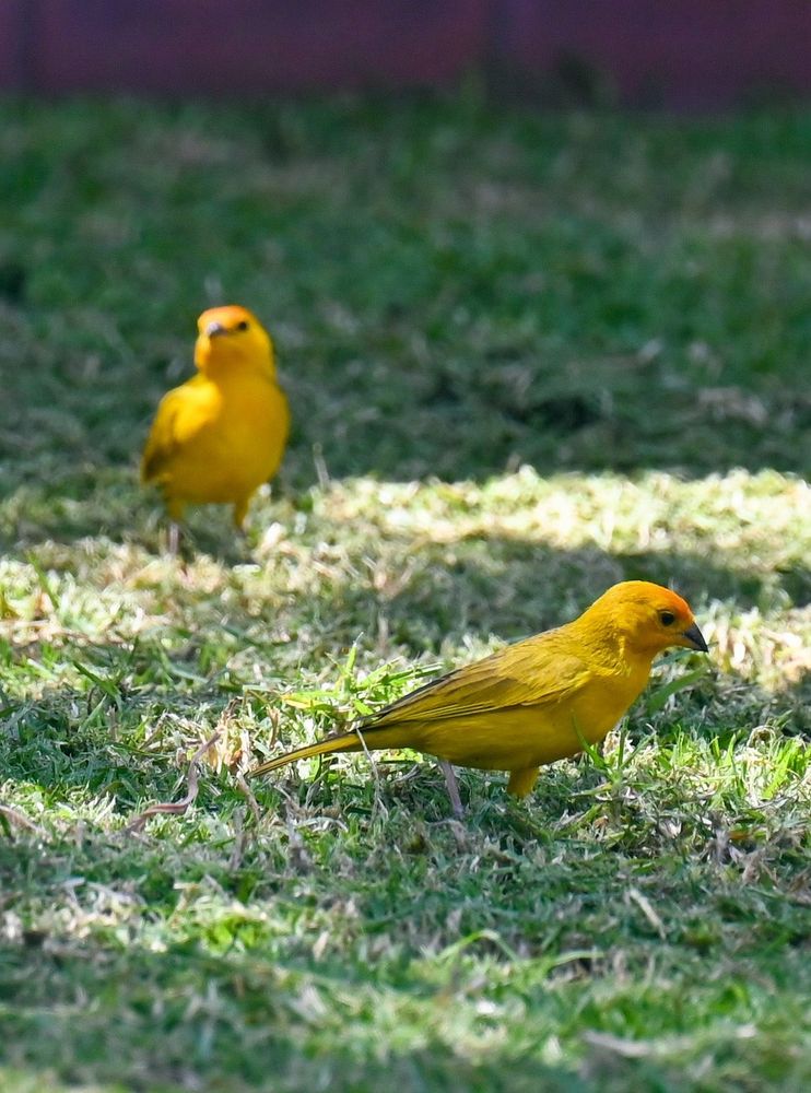 Saffron Finch