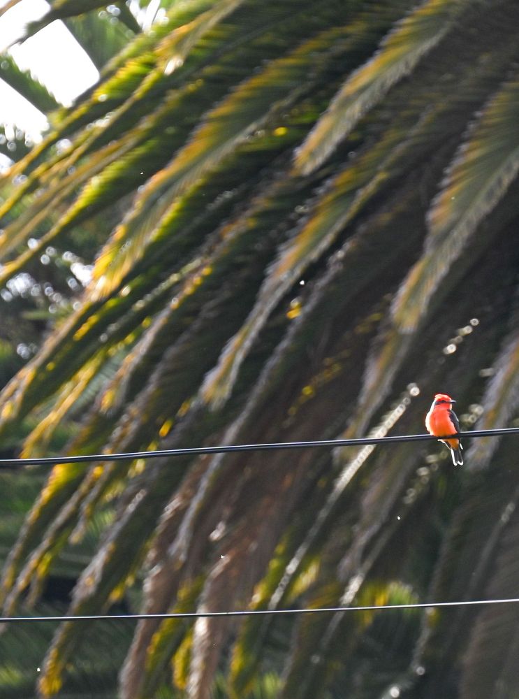 Vermillion Flycatcher 