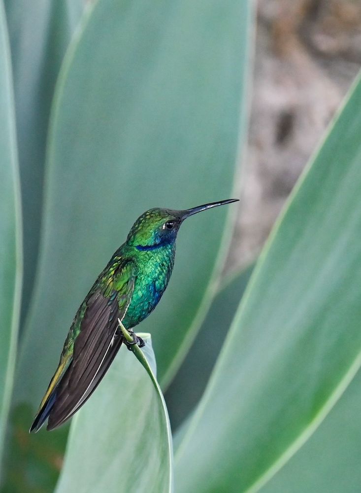 Hummingbird