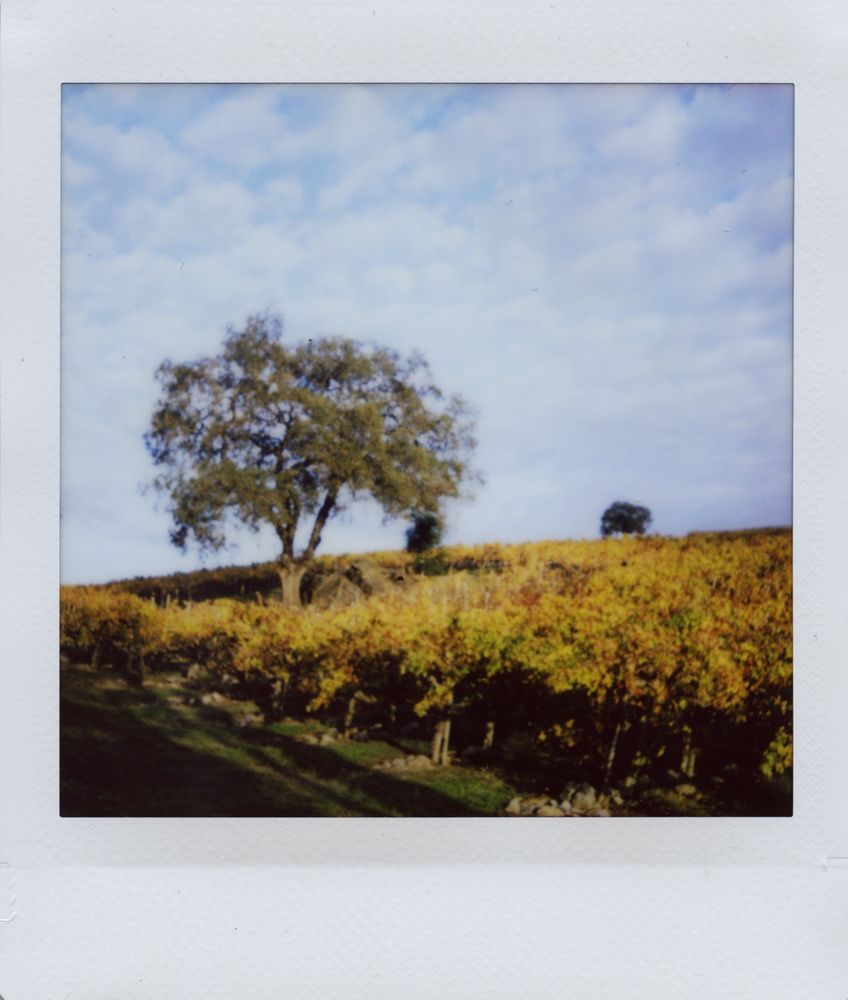 A hillside vineyard is awash in golden autumn leaves. An oak tree shades a boulder. A sky is filled with small, white, fluffy clouds.
