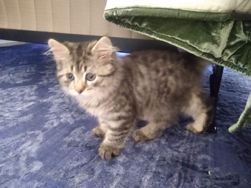smol fluffy tabby kitten with big round eyes that make him look perpetually worried emerges from under the bed