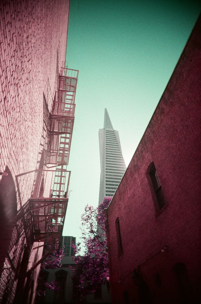 Standing in an alley between two brick buildings, looking up at the Transamerica Pyramid in the background. The fire escapes on the building to the left loom larger than the skyscraper. The lomochrome purple film lends a surreal note to the image, the sky a disconcerting turquoise, the buildings oddly magenta, the leaves on a tree at the bottom a bright purple.