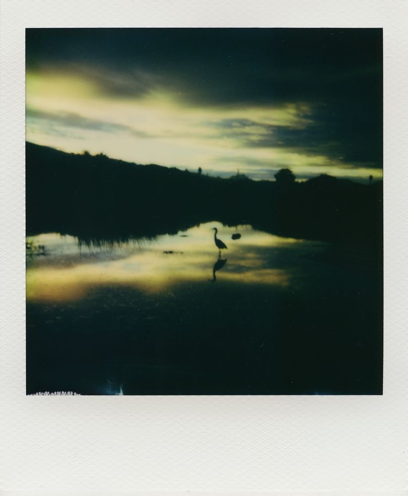A polaroid print of early morning sun as it illuminates the underside of the clouds with a soft yellow light and is reflected in the water below. A great blue heron is silhouetted against the water.