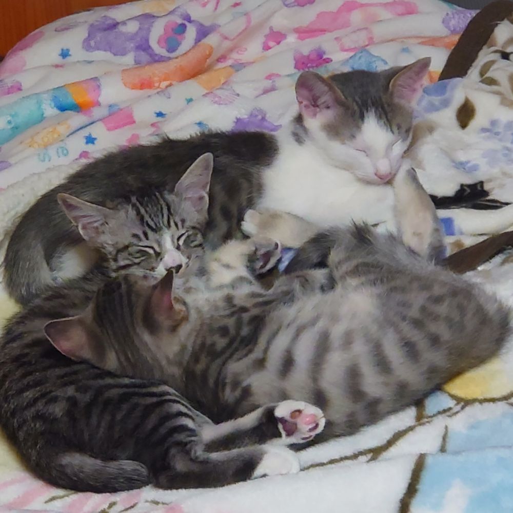 ３匹の子猫はくっついて寝ている