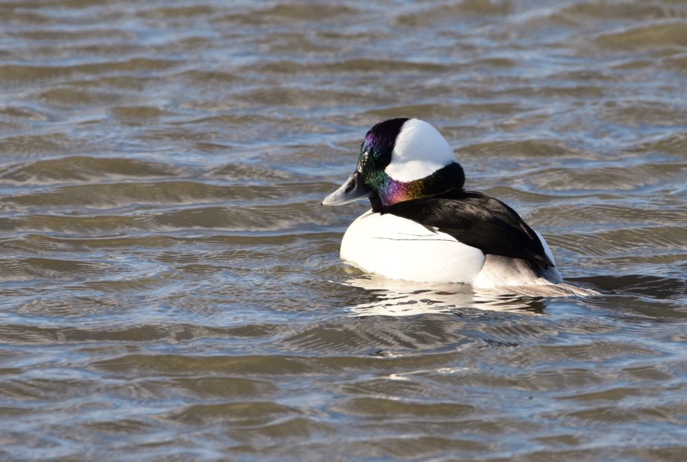 A male Bufflehead duck enjoying a cold but sunny afternoon.  Taken at Edwin Forsythe National Wildlife Refuge.