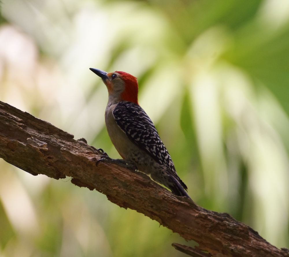A Red-bellied woodpecker in a reflective pose.