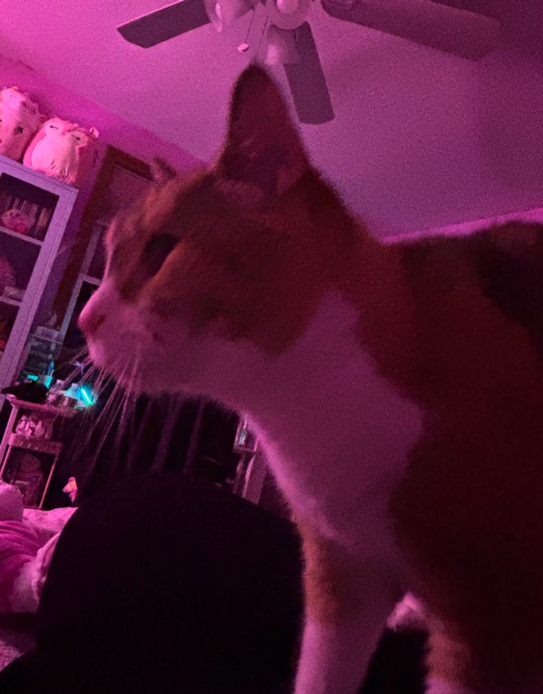 a blurry image of a calico cat looking suspicious 