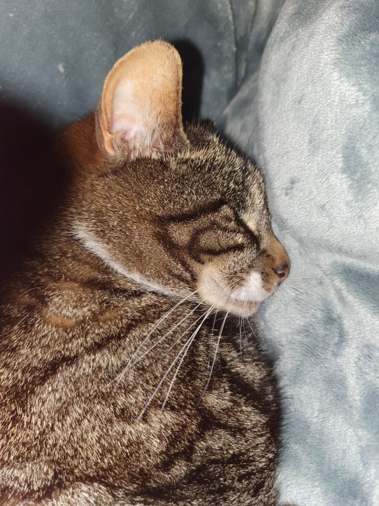 Tabby and white cat smiles softly in his sleep