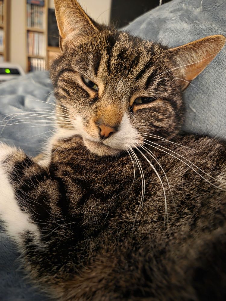 Tabby and white cat facing the camera while lying on a blanket with a disapproving expression on his face