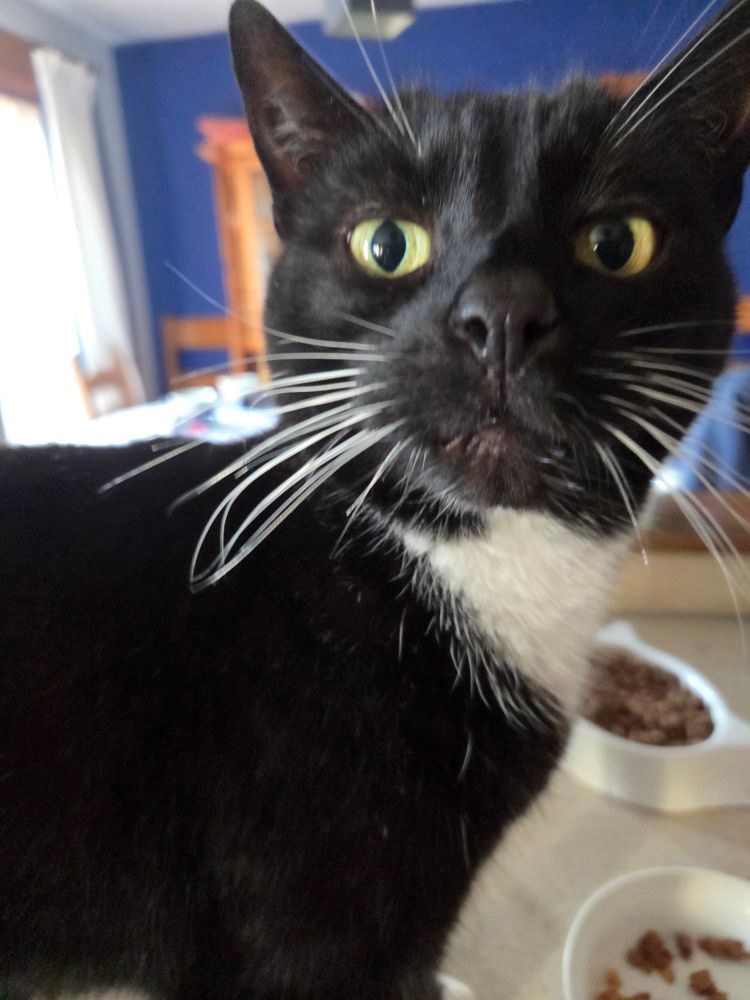 Black and white cat looks shocked next to some food bowls which are not full enough to his liking.