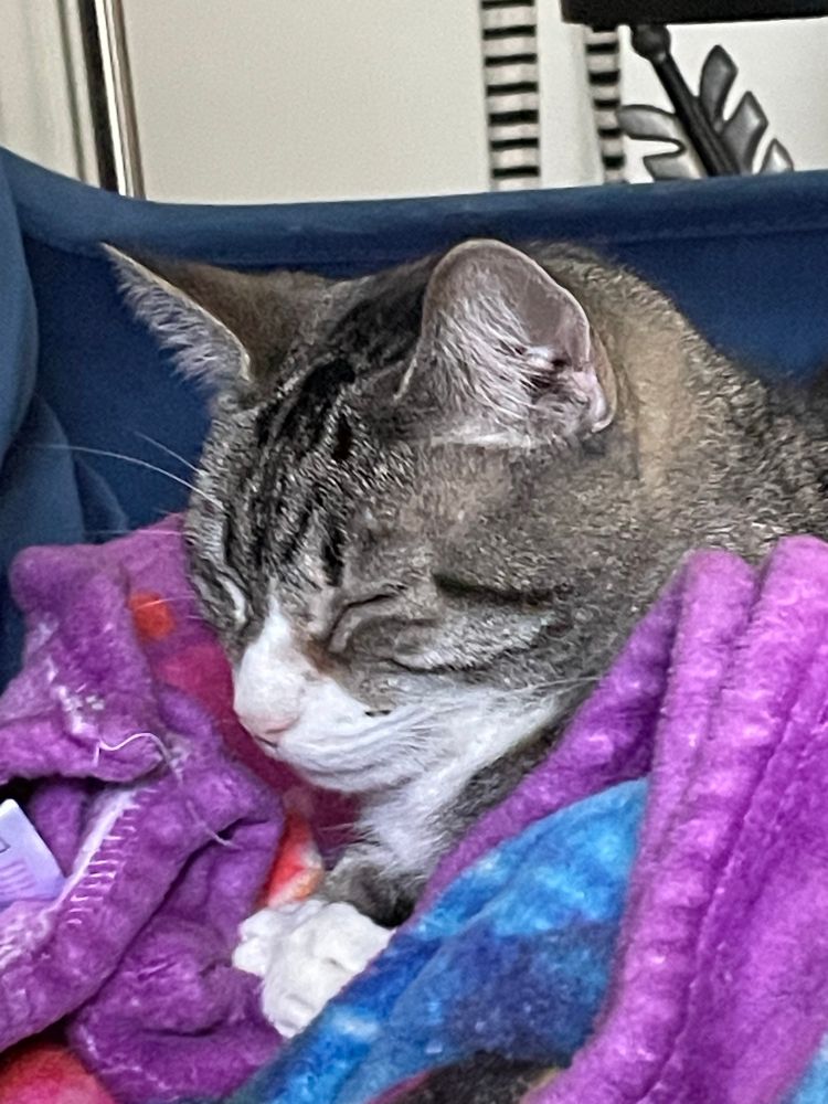 The head and crossed front paws of a grey tiger-striped cat, tucked cozily in a mass of colorful blanket. Her eyes are closed and she is either drifting off or fully sleeping