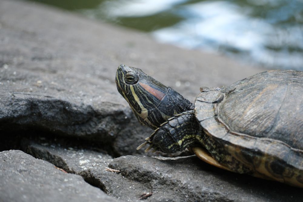 A very zoomed in photograph of a turtle at Turtle Pond in Central Park.  The critter looks nonplussed with an eye that looks like it's squinting as it crawls up along a lakeside stone.