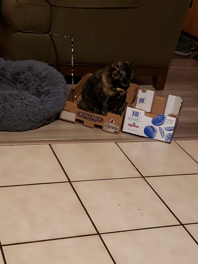 A photo of a tortoiseshell cat sitting in a food shipping box with another one next to her.