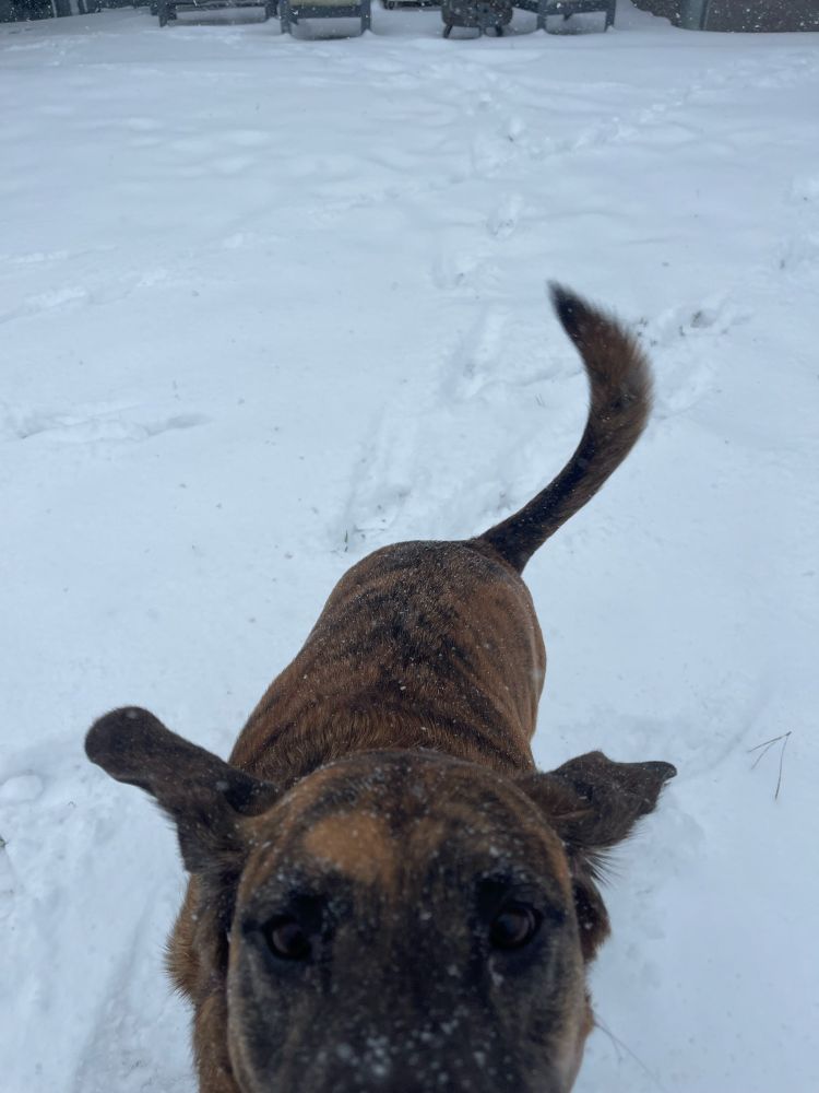 Brindle dog in snow looking at camera