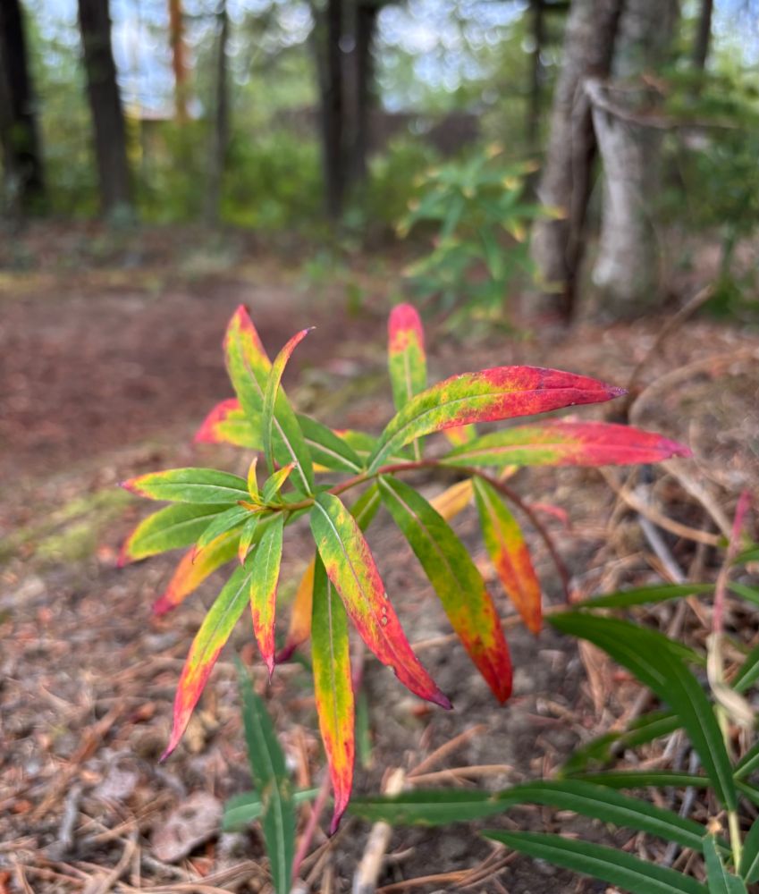 Long narrow green leaves with red tips and orange-yellow patches. The leaves are close to the ground which is covered in brown spruce needles and there are tree trunks and blue sky in the distance. 