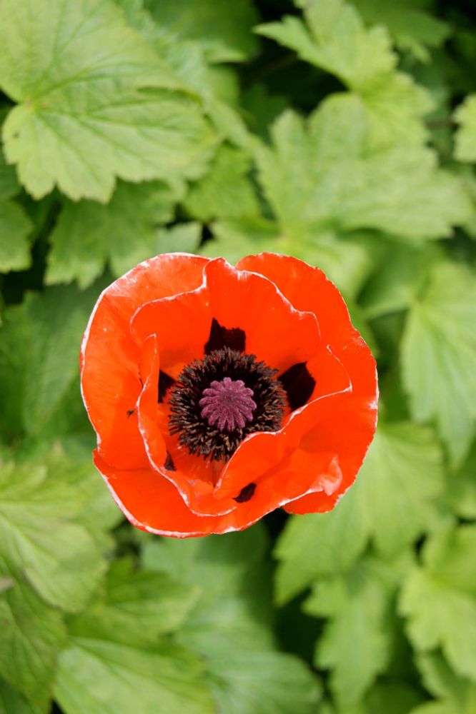 A photograph of a red poppy surrounded by green leaves. The photograph is taken from above, so the poppy's petals appear as a floating and none of the stem is visible.