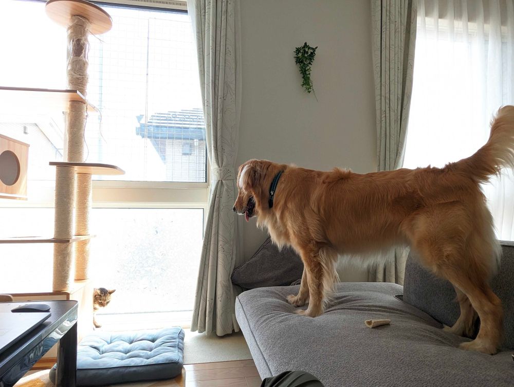 猫の視線の先にはソファに立ち上がって見下ろす大型犬が居る