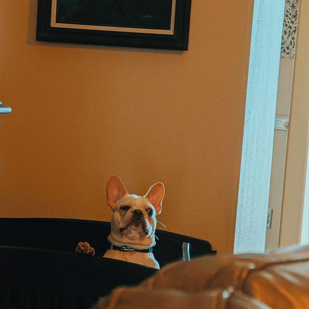 photo of a blond French bulldog in a pack and play, standing up on his hind legs with his front paws on the top edge. his facial expression is Very Offended; i had just said something nice to his sister and he took umbrage.