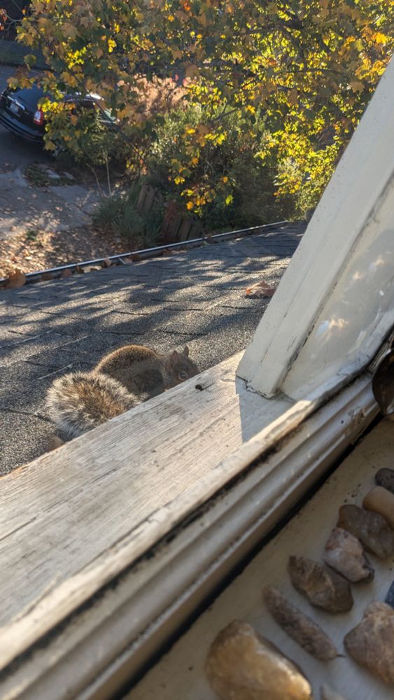 picture of a squirrel sitting on the roof outside my window