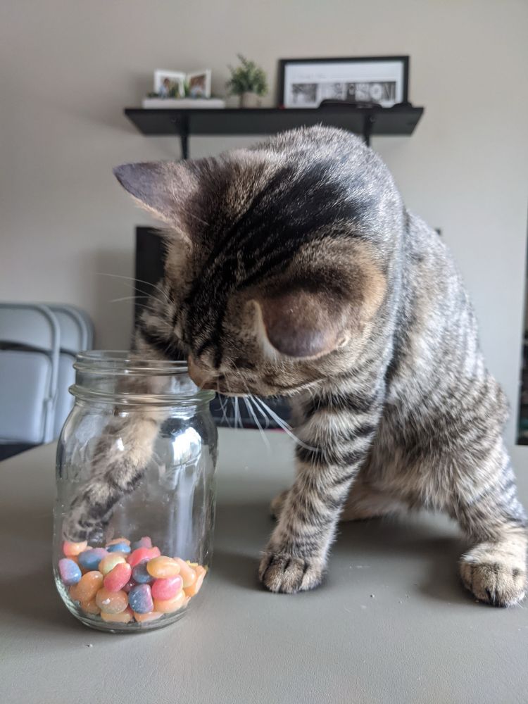 Cat eating candy out of a jar