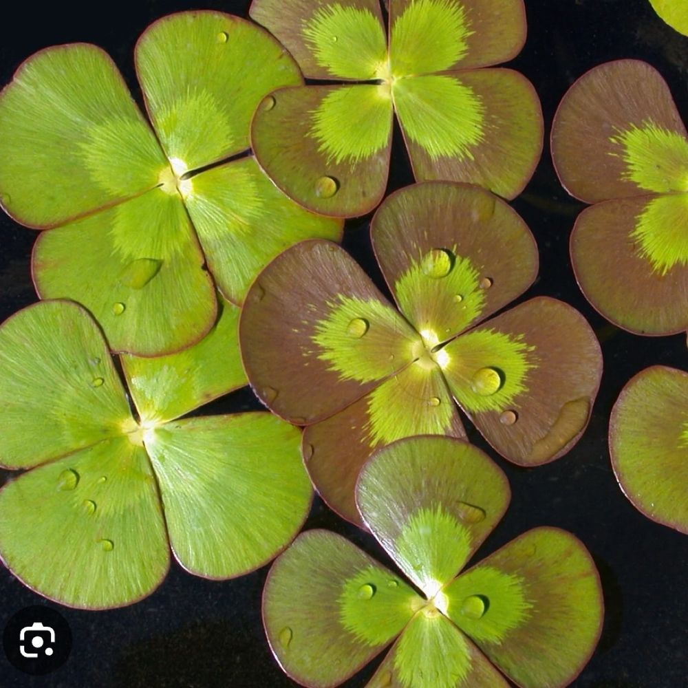 Collection of water clovers 