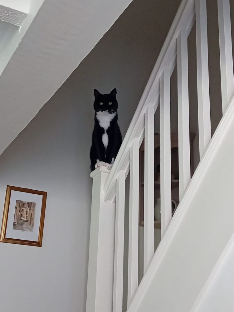 Cat sitting on a stairwell post.