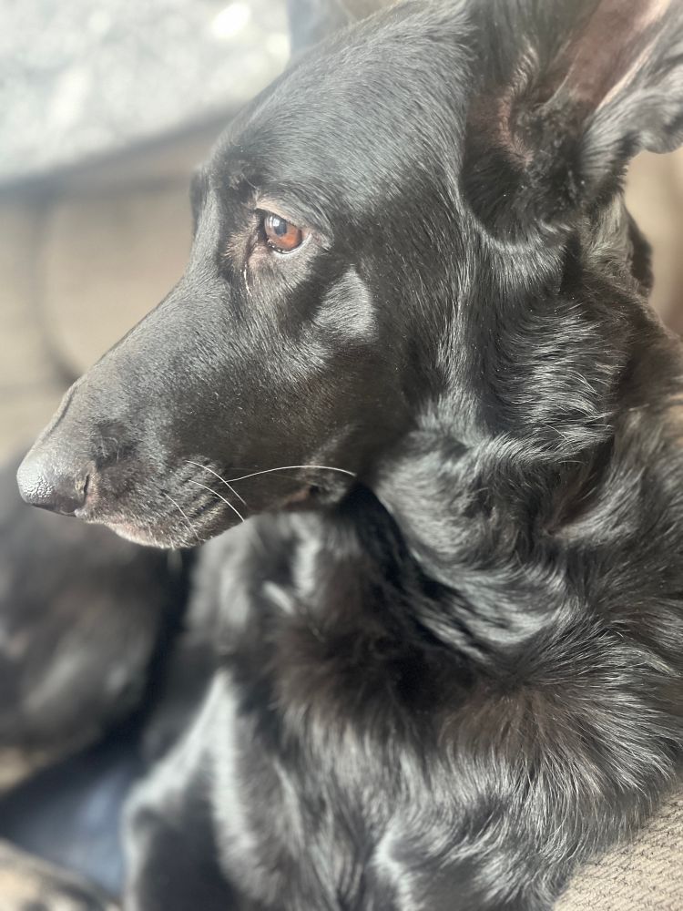 A black German Shepherd side face while she stares out the window