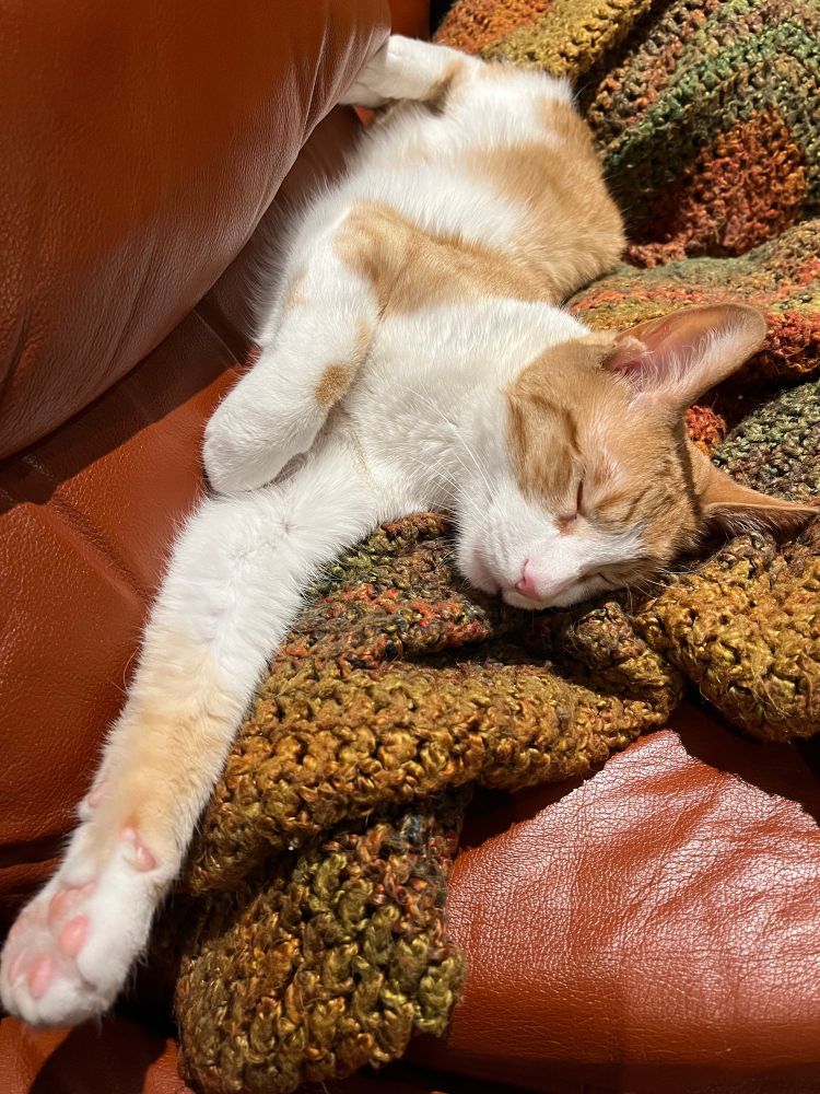 Sleeping orange cat