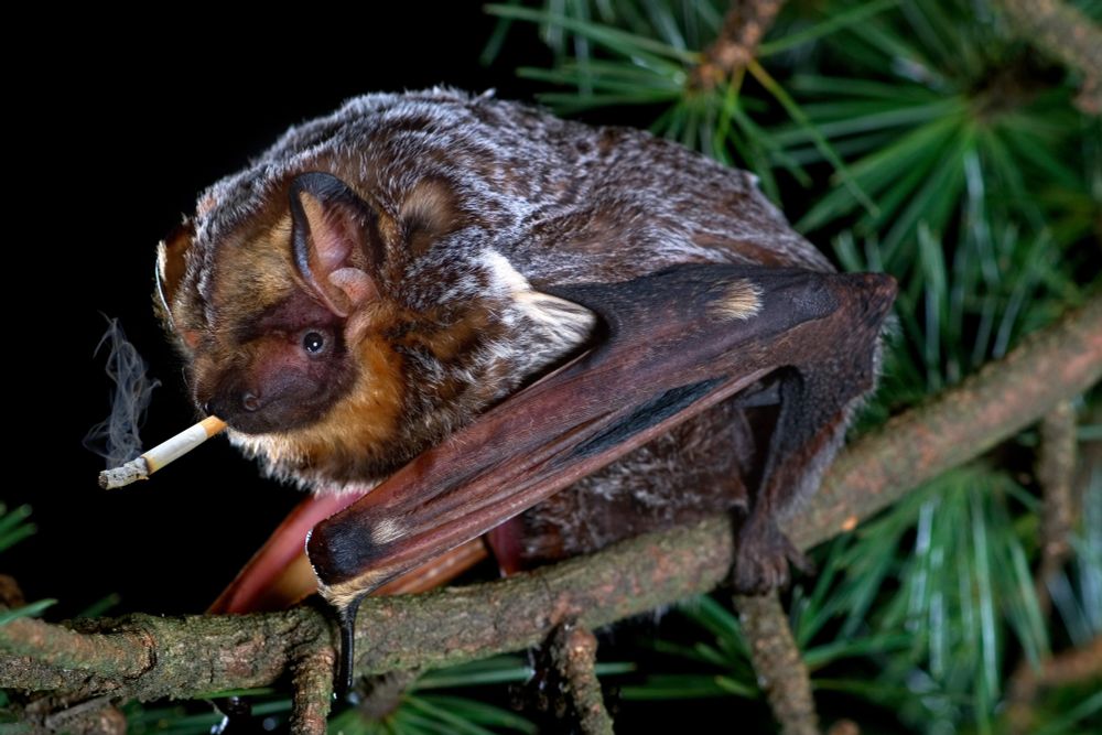 Photo of a hoary bat altered to be smoking a cigarette