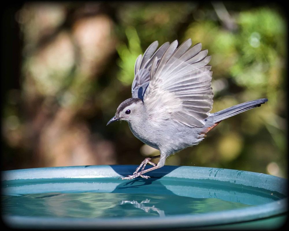 grey catbird with wings out landing in a bird bath