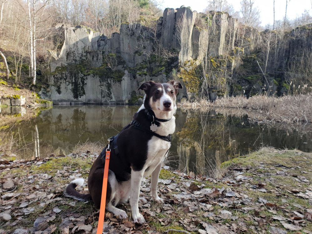 Braun-weißer Hund sitzt vor einem kleinen See. Im Hintergrund tragen Basaltfelsen empor. 
Der kleine See ist ein mit Wasser vollgelaufener ehemaliger Basaltsteinbruch.