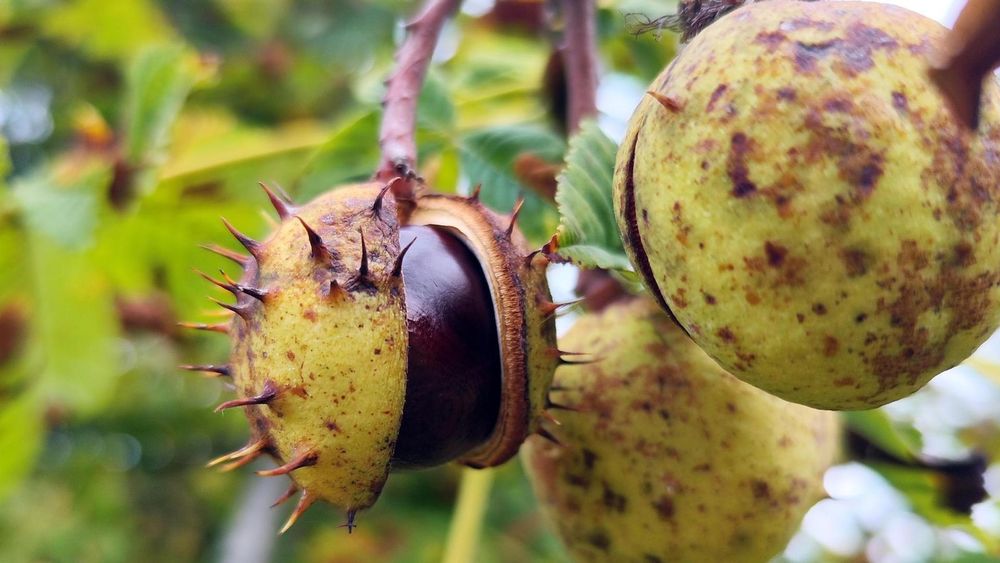 Nachrichten für das Eichsfeld: Bitte um Kastanien und eine Reise nach Rom für junge Leute