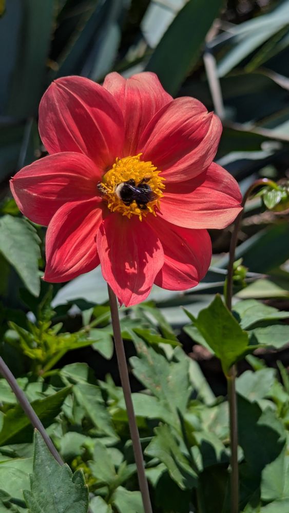 A red dahlia with eight petals, with a yellow center and a big, fat bumblebee gathering pollen in the center. (Photo: P. Gleick 2025, US Berkeley Botanical Garden)