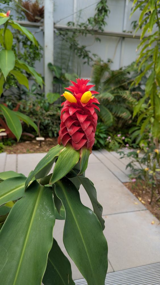Red flower with two bright yellow "eyes" looking like a natural muppet.