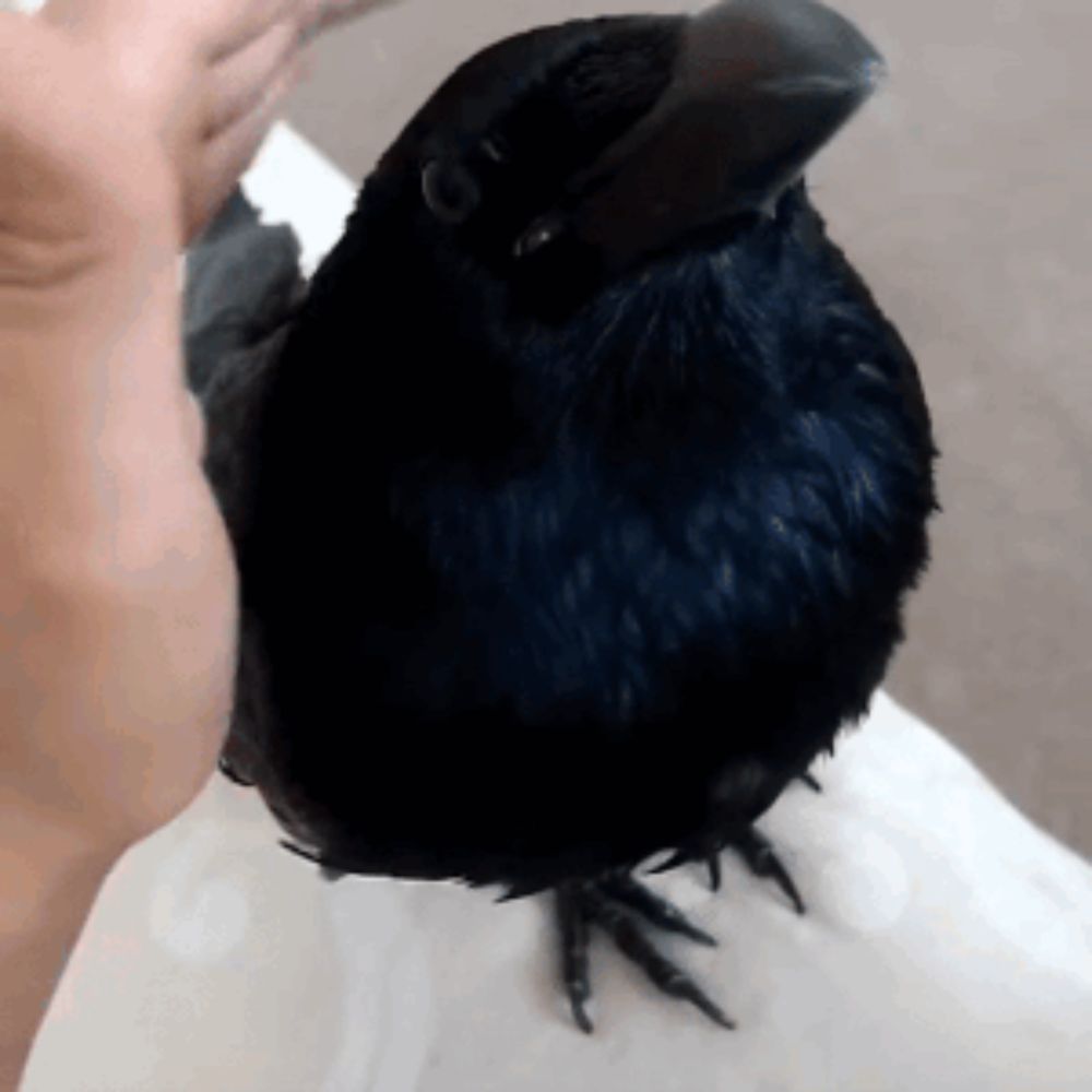 a black bird is sitting on a person 's arm