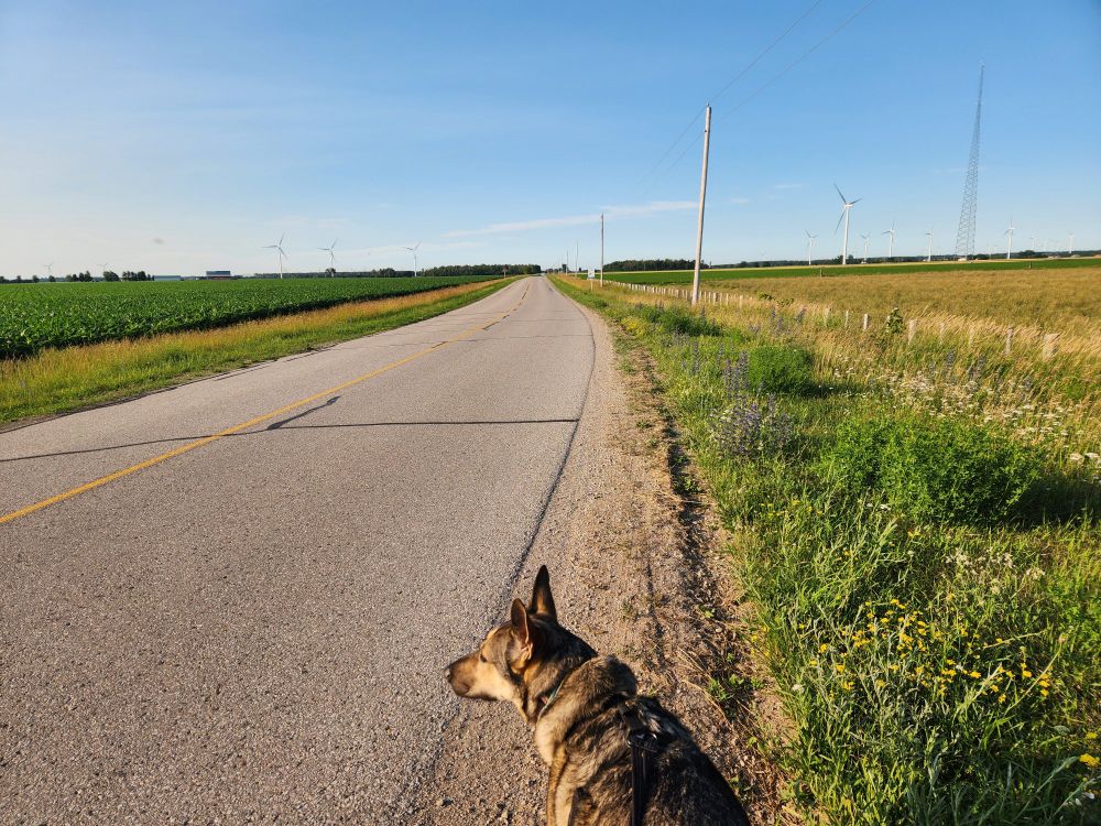A lovely GSD/Husky mix female dog named Lilly, looking off towards the sunset over the beautiful Lake Huron countryside outside Goderich.