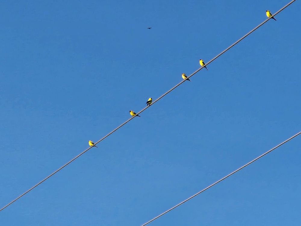 Six cute little Yellow Finches perched on a powerline with the blue sky in the background.